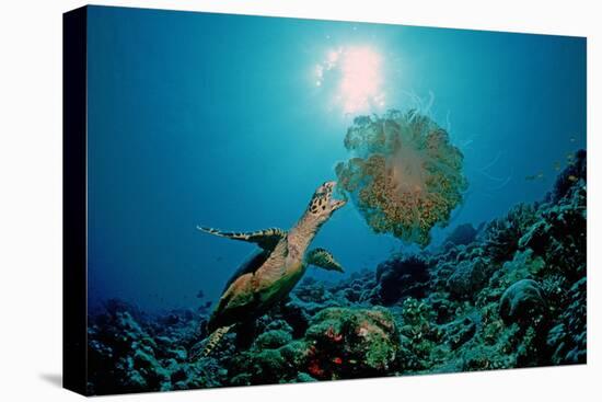 Hawksbill Sea Turtle (Eretmochelys Imbricata) Eating a Jellyfish, Indian Ocean-Reinhard Dirscherl-Premier Image Canvas