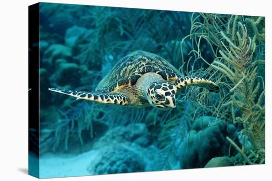 Hawksbill Sea Turtle, Eretmochelys Imbricata, Martinique, French West Indies, Caribbean Sea-Reinhard Dirscherl-Premier Image Canvas