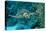 Hawksbill Sea Turtle, Eretmochelys Imbricata, Martinique, French West Indies, Caribbean Sea-Reinhard Dirscherl-Premier Image Canvas
