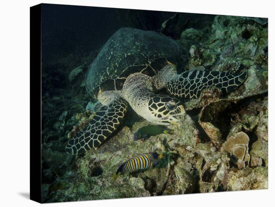 Hawksbill Sea Turtle Feeding, Bunaken Marine Park, Indonesia-Stocktrek Images-Premier Image Canvas