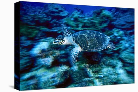 Hawksbill Sea Turtle, Maldives-Stuart Westmorland-Premier Image Canvas