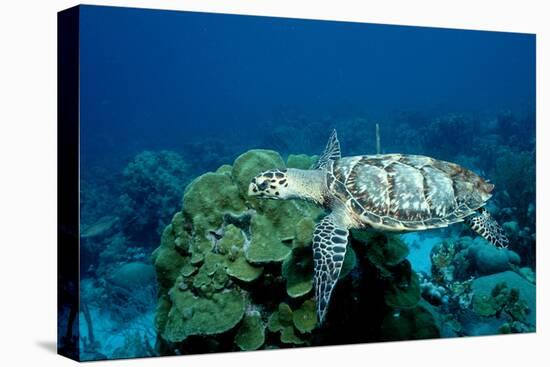 Hawksbill Sea Turtle Swimming over a Coral Reef (Eretmochelys Imbricata), Caribbean Sea.-Reinhard Dirscherl-Premier Image Canvas