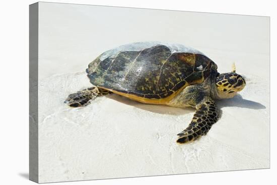 Hawksbill Sea Turtle-Peter Chadwick-Premier Image Canvas