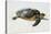 Hawksbill Sea Turtle-Peter Chadwick-Premier Image Canvas