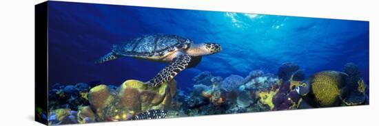 Hawksbill Turtle and French Angelfish with Stoplight Parrotfish--Premier Image Canvas