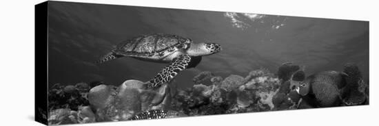 Hawksbill Turtle and French Angelfish with Stoplight Parrotfish-null-Premier Image Canvas