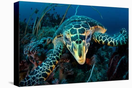 Hawksbill turtle cloze up on coral reef, Indonesia-Magnus Lundgren-Premier Image Canvas