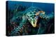 Hawksbill turtle cloze up on coral reef, Indonesia-Magnus Lundgren-Premier Image Canvas