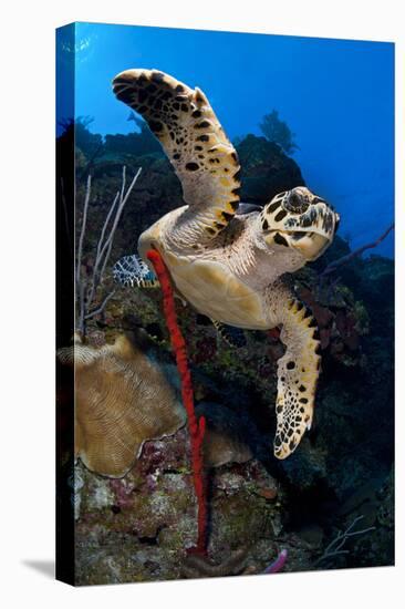 Hawksbill Turtle (Eretmochelys Imbricata) on a Reef Wall with a Rope Sponge-Alex Mustard-Premier Image Canvas