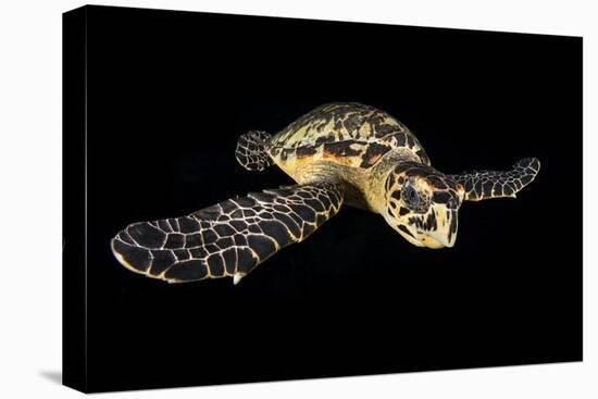 Hawksbill Turtle (Eretmochelys Imbricata) Swimming at Night-Alex Mustard-Premier Image Canvas