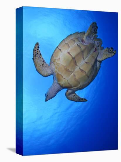 Hawksbill Turtle (Eretmochelys Imbricata) Swimming-Claudio Contreras-Premier Image Canvas
