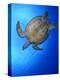 Hawksbill Turtle (Eretmochelys Imbricata) Swimming-Claudio Contreras-Premier Image Canvas