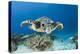 Hawksbill Turtle (Eretmochelys Imbricata)-Reinhard Dirscherl-Premier Image Canvas