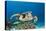 Hawksbill Turtle (Eretmochelys Imbricata)-Reinhard Dirscherl-Premier Image Canvas