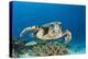 Hawksbill Turtle (Eretmochelys Imbricata)-Reinhard Dirscherl-Premier Image Canvas