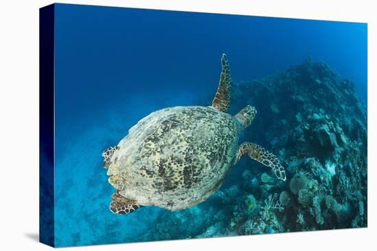 Hawksbill Turtle (Eretmochelys Imbricata)-Reinhard Dirscherl-Premier Image Canvas