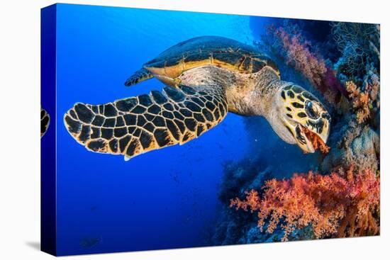 Hawksbill turtle feeding on red soft coral, Egypt-Alex Mustard-Premier Image Canvas