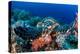 Hawksbill turtle feeding on red soft corals, Egypt-Alex Mustard-Premier Image Canvas