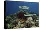 Hawksbill Turtle Glides Over the Pristine Reefs in Fiji-Stocktrek Images-Premier Image Canvas