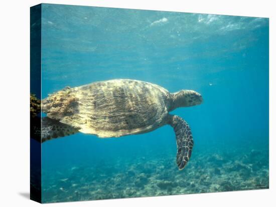 Hawksbill Turtle, Mayotte Island, Comoros, Africa-Pete Oxford-Premier Image Canvas