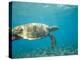 Hawksbill Turtle, Mayotte Island, Comoros, Africa-Pete Oxford-Premier Image Canvas