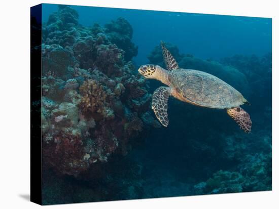 Hawksbill Turtle, Palau, Micronesia, Rock Islands, World Heritage Site, Western Pacific-Stuart Westmoreland-Premier Image Canvas