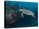 Hawksbill Turtle, Palau, Micronesia, Rock Islands, World Heritage Site, Western Pacific-Stuart Westmoreland-Premier Image Canvas