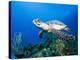 Hawksbill Turtle Swimming above Reef-Paul Souders-Premier Image Canvas