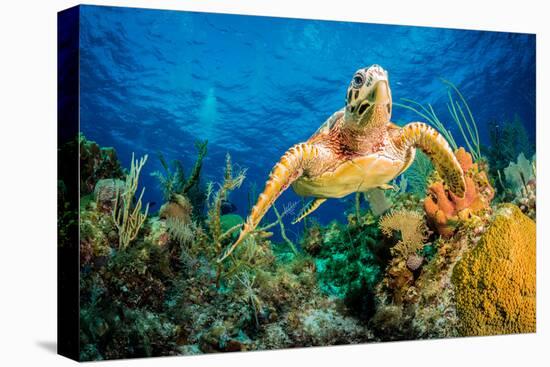 Hawksbill Turtle Swimming Through Caribbean Reef-Jan Abadschieff-Premier Image Canvas