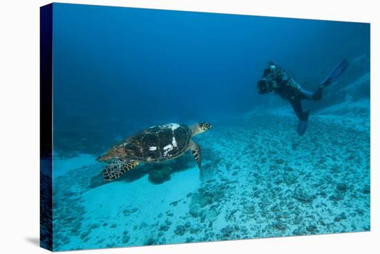 Hawksbill Turtle-Matthew Oldfield-Premier Image Canvas