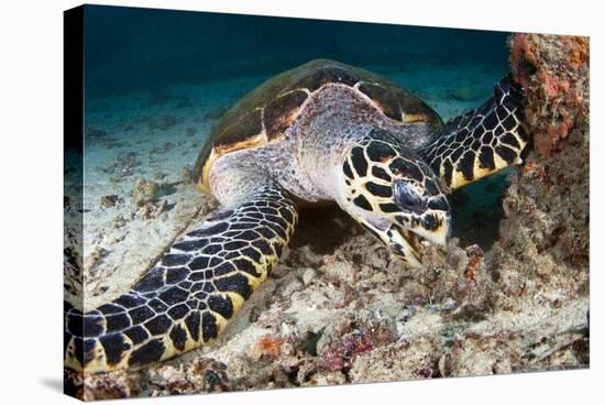 Hawksbill Turtle-Matthew Oldfield-Premier Image Canvas