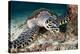 Hawksbill Turtle-Matthew Oldfield-Premier Image Canvas