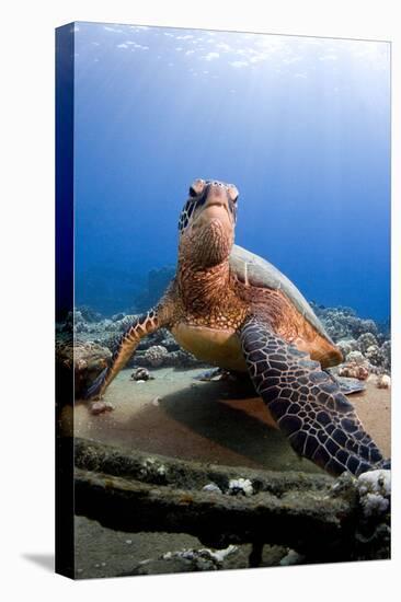 Hawksbill Turtle-null-Premier Image Canvas