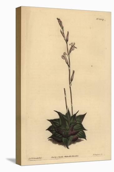Haworthia Mirabilis (Rough-Leaved Cushion Aloe, Aloe Mirabilis)-Sydenham Teast Edwards-Premier Image Canvas