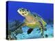 Hawskbill Turtle On Caribbean Reef-Stocktrek Images-Premier Image Canvas