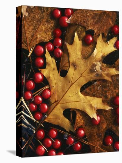 Hawthorn berries and Black Oak leaf, Spokane County, Washington, USA-Charles Gurche-Premier Image Canvas