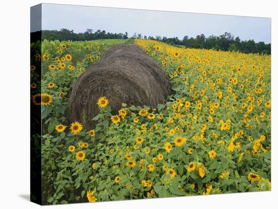 Hay Bale in Sunflowers Field, Bluegrass Region, Kentucky, USA-Adam Jones-Premier Image Canvas