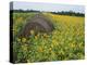 Hay Bale in Sunflowers Field, Bluegrass Region, Kentucky, USA-Adam Jones-Premier Image Canvas