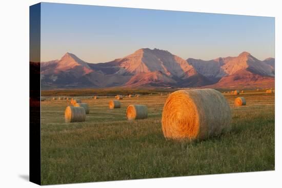 Hay Bales in a Field with the Rocky Mountains in the Background, Near Twin Butte, Alberta, Canada-Miles Ertman-Premier Image Canvas