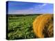 Hay Bales near Bottineau, North Dakota, USA-Chuck Haney-Premier Image Canvas