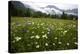 Hay Meadow In Slovenia-Bob Gibbons-Premier Image Canvas