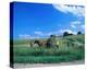 Haymaking near Trakai, Lithuania, Baltic States-null-Stretched Canvas