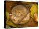 Hazel Dormouse (Muscardinus Avellanarius) Hibernating Amongst Leaves and Acorns-Danny Green-Premier Image Canvas