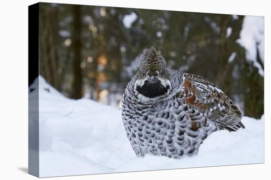 Hazel grouse standing at forest edge. Helsinki, Finland-Markus Varesvuo-Premier Image Canvas