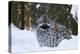 Hazel grouse standing at forest edge. Helsinki, Finland-Markus Varesvuo-Premier Image Canvas