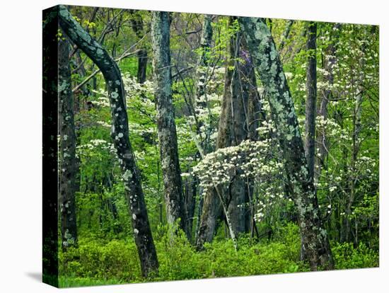 Hazel Mountain Overlook, Virginia, USA-Jay O'brien-Premier Image Canvas