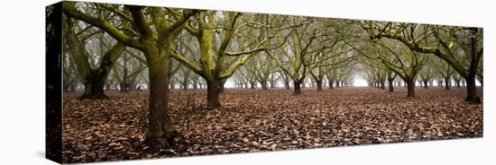 Hazel Tree Grove Pano I-Erin Berzel-Premier Image Canvas