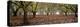 Hazel Tree Grove Pano I-Erin Berzel-Premier Image Canvas