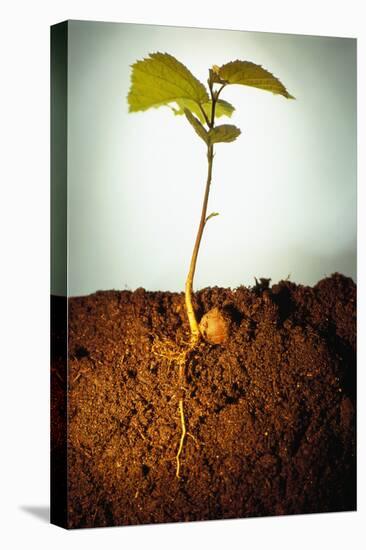 Hazel Tree Seedling and Exposed Root-David Aubrey-Premier Image Canvas