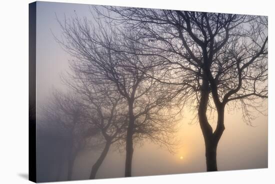 Hazy Sunrise with Tree Tree Silhouettes-Cora Niele-Stretched Canvas